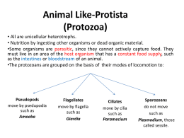 Animal Like-Protista (Protozoa)