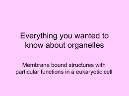 Everything you wanted to know about organelles