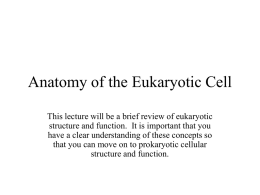 Anatomy of the Eukaryotic Cell