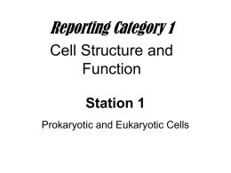 Station 1 Prokaryotic vs. Eukaryotic Cells