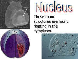 PowerPoint Organelle Review