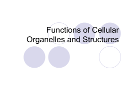 Functions of Cellular Organelles and Structures