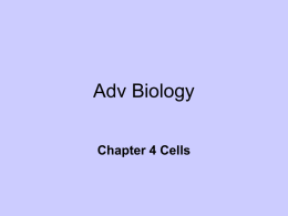 Adv Biology