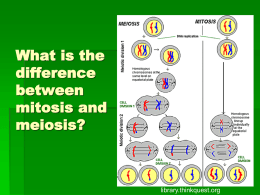 What is the difference between mitosis and meiosis?