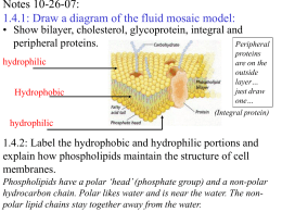 Peripheral proteins are on the outside layer… just draw one…