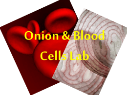 Onion & Blood Cells Lab