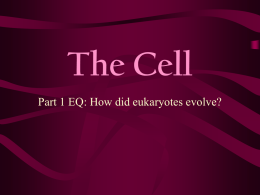CHAPTER 3 THE CELL
