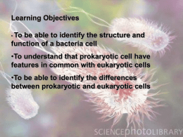 Prokaryotic_cells
