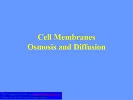 Cell Membranes Osmosis and Diffusion