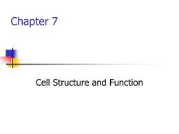 Chapter 7-cells