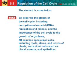 5.3 Regulation of the Cell Cycle TEKS 5A, 5B, 5C, 5D, 9C Cancer cells
