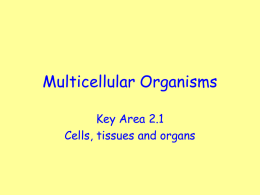 2.1 Cells, tissues and organs