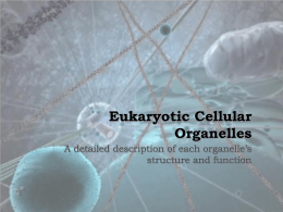 Eukaryotic Cellular Organelles