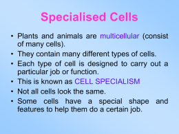 Specialised Cells