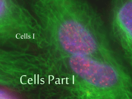 Cells Part 1