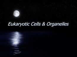 Eukaryotic Cells & Organelles