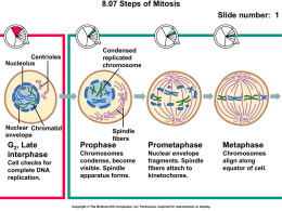 Stages of Mitosis (fig 8.7)