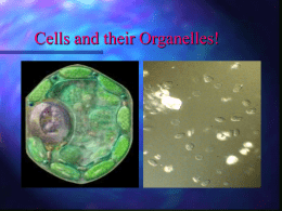 Cell Parts!