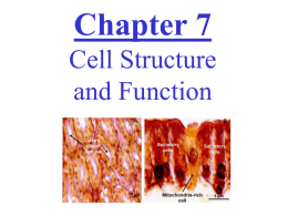 Chapter 6 Cells