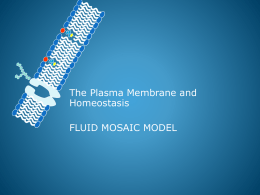 Plasma Membrane
