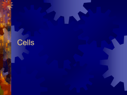 Eukaryotic Cell Structure