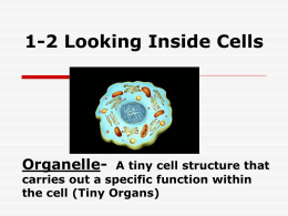 1-2 Looking Inside Cells