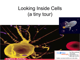 Looking Inside Cells (a tiny tour)