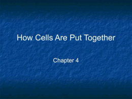 How Cells Are Put Together