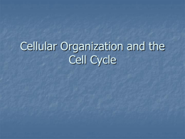 Cellular Organization and the Cell Cycle