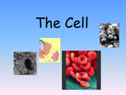 The Cell - SNC2PSylvia2011