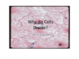 Why do Cells Divide?