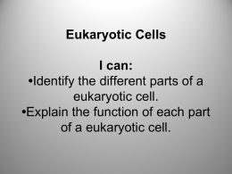 U6S2 Eukaryotic Cells Highlighted