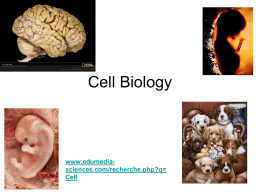 The Cell - abdelbio