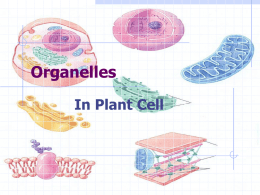 Organelles In Plant Cell