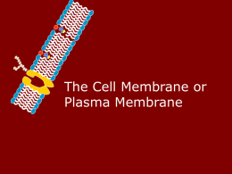 Unit 7 Plasma membrane