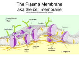 PlasmaMembrane