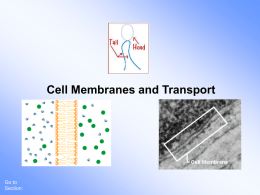 Cell Membranes and Transport