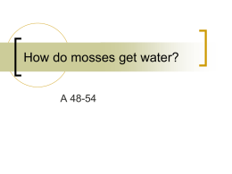 How do mosses get water?