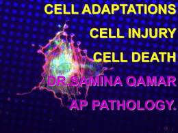 CELL ADAPTATIONS CELL INJURY CELL DEATH DR.SAMINA