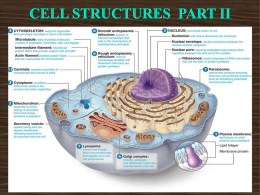 Cell Structure Part II - Mr. Lesiuk
