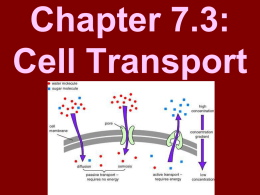 Cell Transport Powerpoint