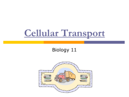 Cell Transport - HRSBSTAFF Home Page