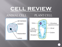 plant cell. - s3.amazonaws.com