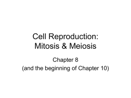 Cell Reproduction: Mitosis & Meiosis