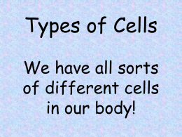 Types of Cells We have all sorts of different cells in our body!