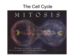 The Cell Cycle - Solon City Schools