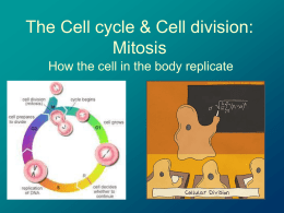 Cell division: Mitosis - Sonoma Valley High School