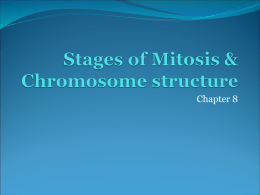 Stages of Mitosis & Chromosome structure