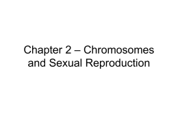Chapter 2 – Chromosomes and Sexual