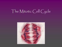 The Mitotic Cell Cycle-2004